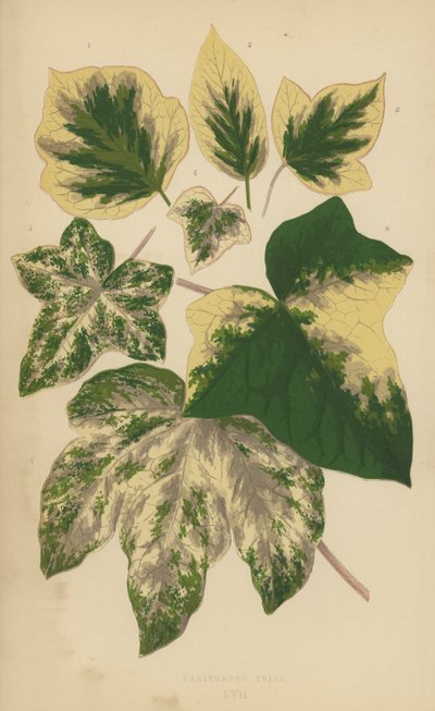 Variegated Ivies by English School